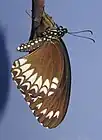 Papilio dravidarum, ailes repliées