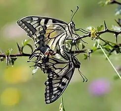 Accouplement de machaons dans le Naturpark Almenland&nbsp;(de) en Autriche. Juillet 2022.