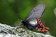Papilio maraho, vue latérale (mâle)