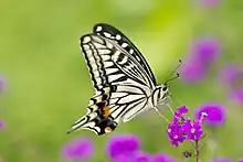 Papilio xuthus, ailes repliées