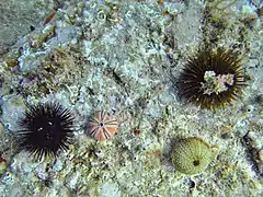 Oursins noir (gauche) et "violet" (ici vert, à droite), et leurs tests respectifs.