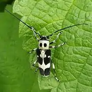 Paraglenea fortunei (Nagasaki, Japon).