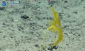 Parahyocrinus claguei