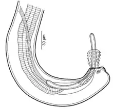 Capillaria plectropomi : Dessin de détail de l’extrémité caudale d'un mâle