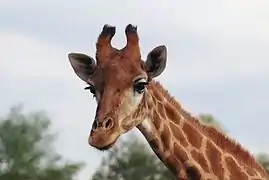 Girafe.