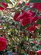 Camélias rouges