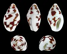 Pardalinops testudinaria