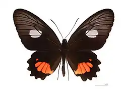 Parides anchises anchises