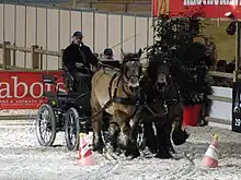 Dans une carrière d'un hall d'exposition, un attelage de chevaux lourds à la robe baie s’apprêtent à franchir deux cônes oranges surmontés de balles de tennis.