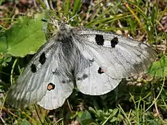 Parnassius apollo testoutensis (Savoie, France).