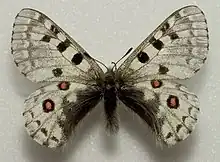 Parnassius epaphus abruptus