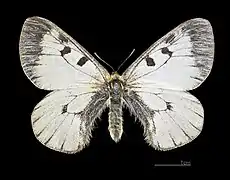 Parnassius mnemosyne ♀ MHNT