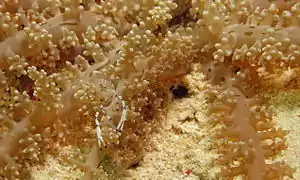 Ancylomenes venustus.