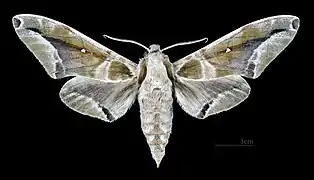 Face dorsal du mâle (coll.MHNT)