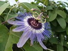 Passiflora 'Jardin Jungle 2'