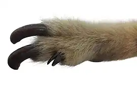 Patte arrière, vue de dessus.