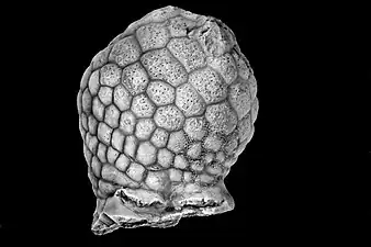 Paulicystis sparsus, un Diploporita.