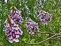 Paulownia kawakamii (en).