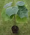 Jeune Paulownia elongata (en).