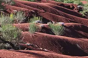 Image illustrative de l’article Rougier de Camarès