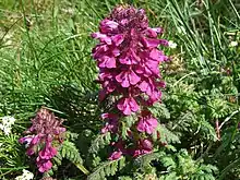 Pédiculaire verticillée dans les Hautes Tatras
