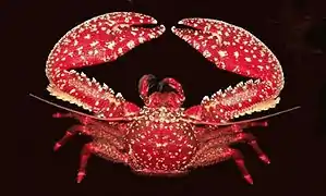 Petrolisthes desmarestii.