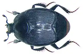 Pelorurus densistriatus&nbsp;(sv).