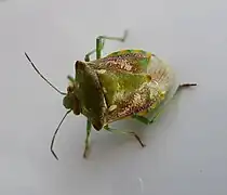 Chroantha ornatula (Espagne).