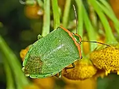 Nezara viridula var. torquata