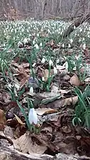 Des perce-neige dans un sous-bois de feuillus à Vic-sur-Cère (Cantal).