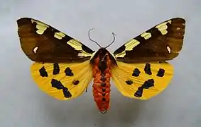 Écaille brune(Arctia matronula)