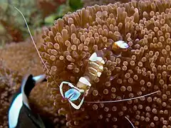 Ancylomenes magnificus.