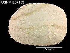 Pericosmus melanostomus (de profil)