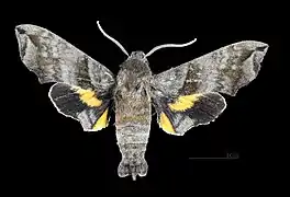 Face dorsale de la femelle(coll.MHNT)