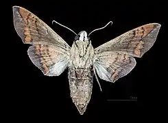 Perigonia lusca f. interrupta Face ventrale de la femelle (coll.MHNT)