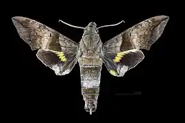 Perigonia lusca f. interrupta Face dorsale du mâle (coll.MHNT)