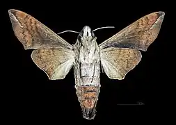 Face ventrale de la femelle (coll.MHNT)