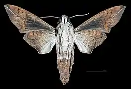 Revers du mâle (coll.MHNT)