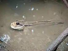 Periopthalmus spilotus dans l'eau