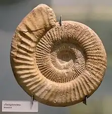 Spécimen de Perisphinctes au musée d'histoire naturelle de Berlin.