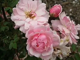 'Perla de Montserrat', miniature, P. Dot 1945.