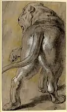 Pierre Paul Rubens, Dessin d'une lionne, ca. 1614-1615.