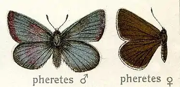 Dessus du mâle et de la femelle.