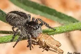 Femelle prédatant un criquet juvénile.