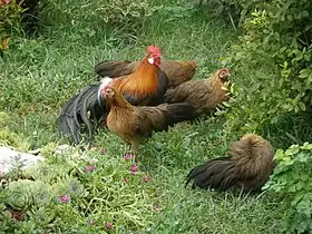 Coq et poules Phoenix saumon doré