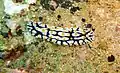 Nudibranche fryera varicosa