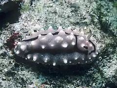 Phyllidiella granulata.