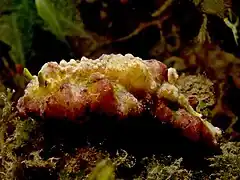 Phyllidiopsis cardinalis.