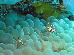 Avec une crevette symbiotique, Thor amboinensis.