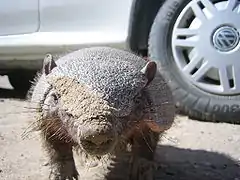 Pichi (zaedyus pichiy).